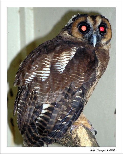 2005 - 08 - KUL - parc animalier  - 59.JPG